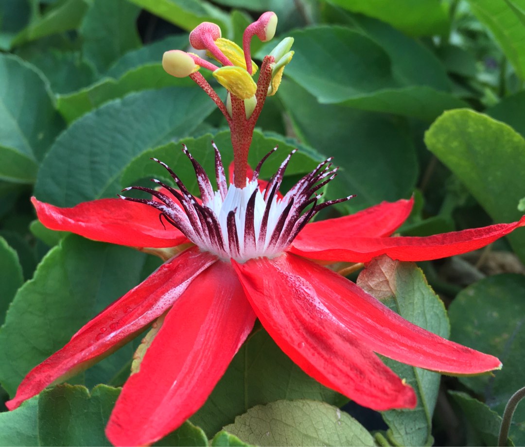 Scarlet passion flower vine in pot on Carousell