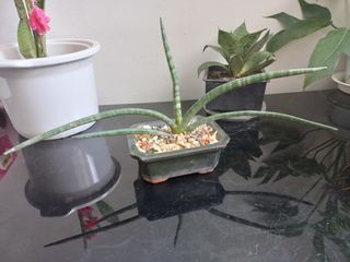 Snake plants/outdoor indoor plants