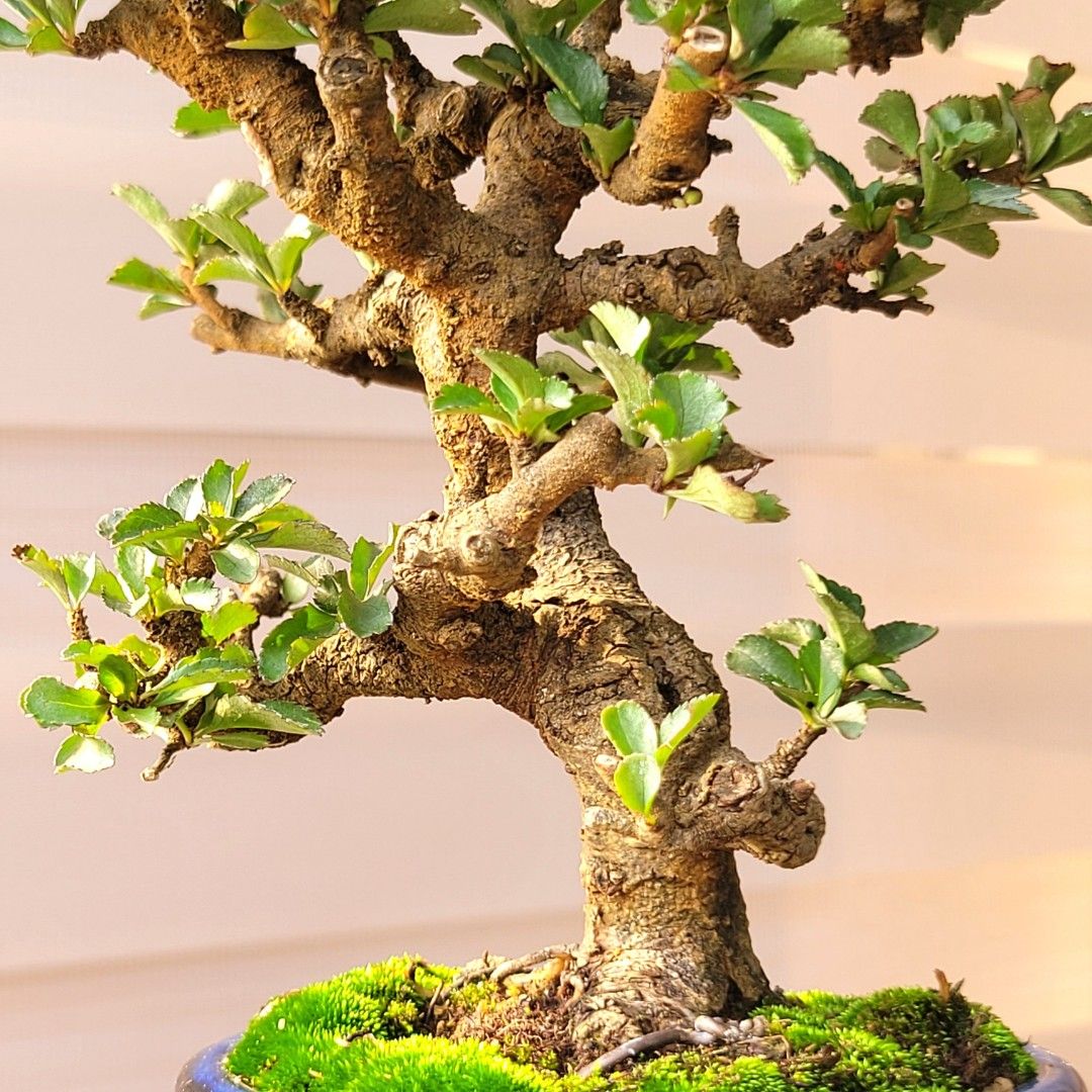 長壽梅・赤花【ちょうじゅばい】《盆景・盆栽・種植・植物・素材 