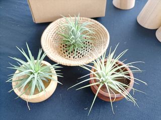 (Category: ) located in . Submitted by flower.smith (Listing ID 1221379586, Image 1). Description: .