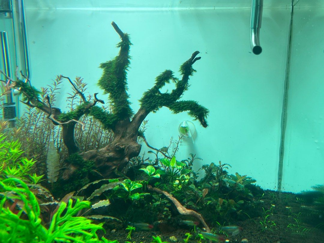 Aquarium Driftwood tree with mini fissiden, Everything Else on Carousell