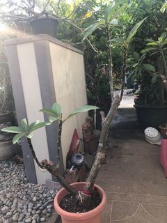 Healthy Plumeria/Frangipanni Plants
