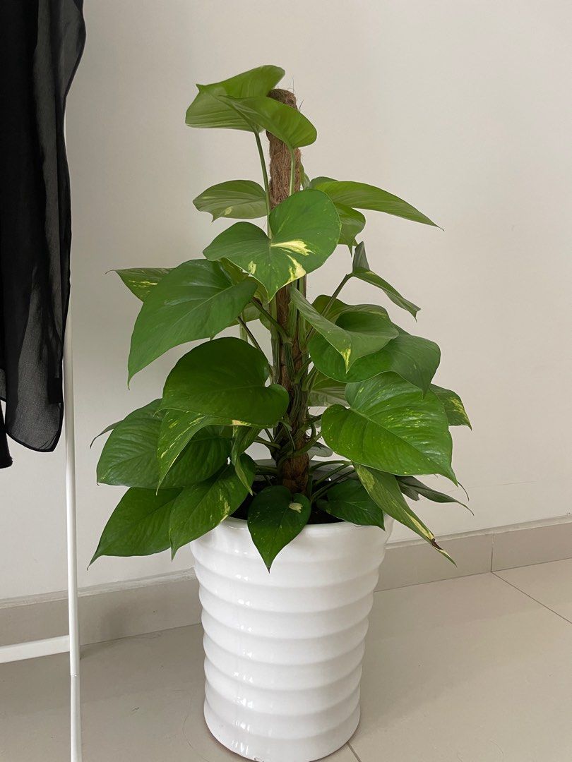 Indoor plant with tall white vase, Furniture & Home Living, Gardening