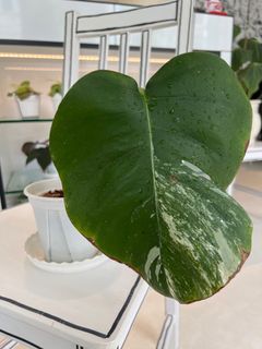 Monstera Albo