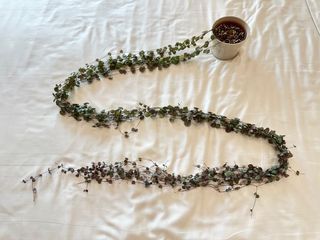 2.3m String of heart / Ceropegia woodii