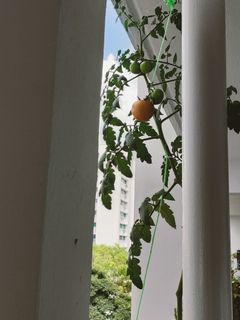 (Category: ) located in . Submitted by zyang79 (Listing ID 1221328026, Image 1). Description: .