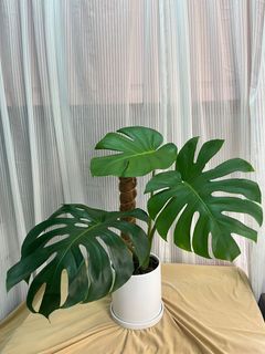 （分類：）位於 。 由 hazylab 提交（商品編號 1221525628，圖片 1）。簡介： 。