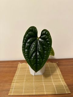 （分類：）位於 。 由 1plant_ 提交（商品編號 1221640534，圖片 1）。簡介： 。