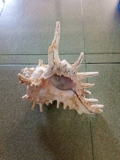Chicoreus Seashell, Siput Hiasan Chicoreus (1).