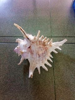 Chicoreus Seashell, Siput Hiasan Chicoreus (2).