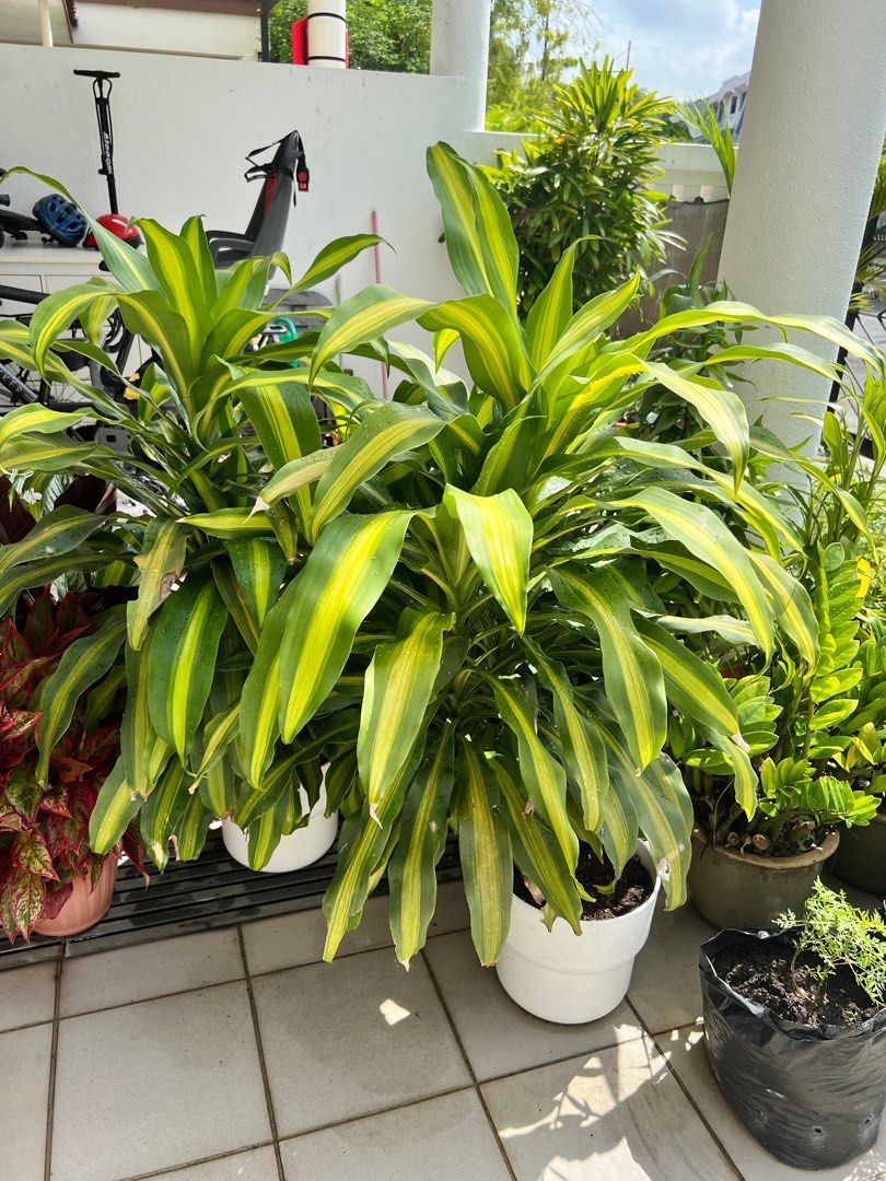 Large outdoor plants, Furniture & Home Living, Gardening, Plants