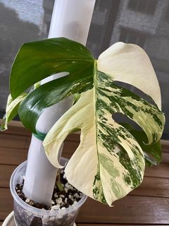 Monstera Borsigiana Albo