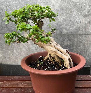 (Category: ) located in . Submitted by bonsai_b (Listing ID 1221588282, Image 1). Description: .
