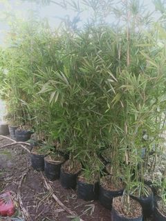 thai bamboo for fence..