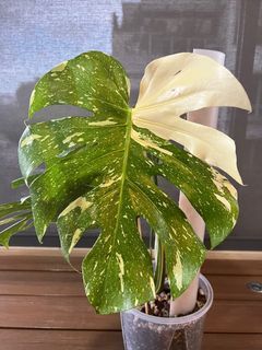 Thai constellation monstera