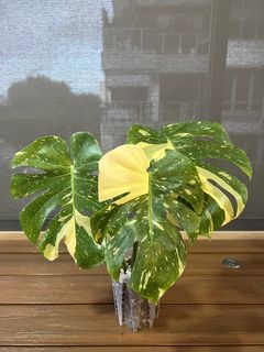 Thai Constellation Monstera
