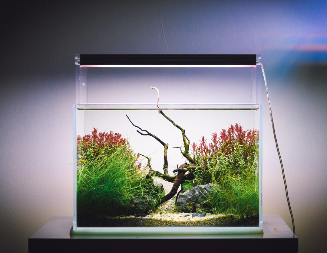 Fresh Look at Transform Your Aquarium Into A Stunning Underwater Landscape With Our