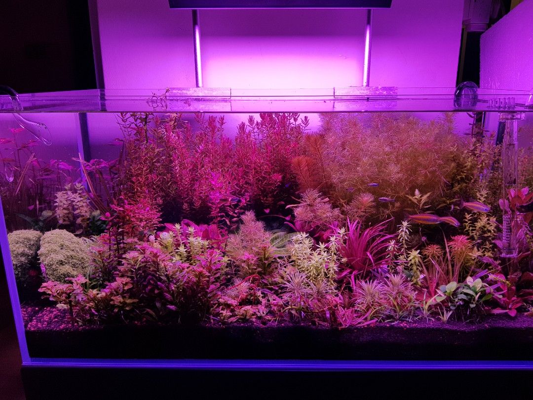 Aquatic Plants Package, Pet Supplies, Homes & Other Pet Accessories on