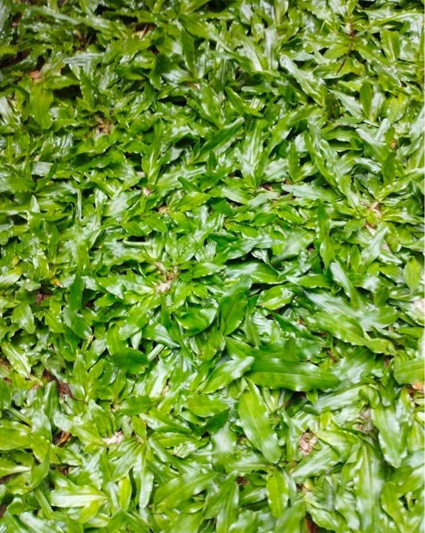 Carabao Grass on Carousell