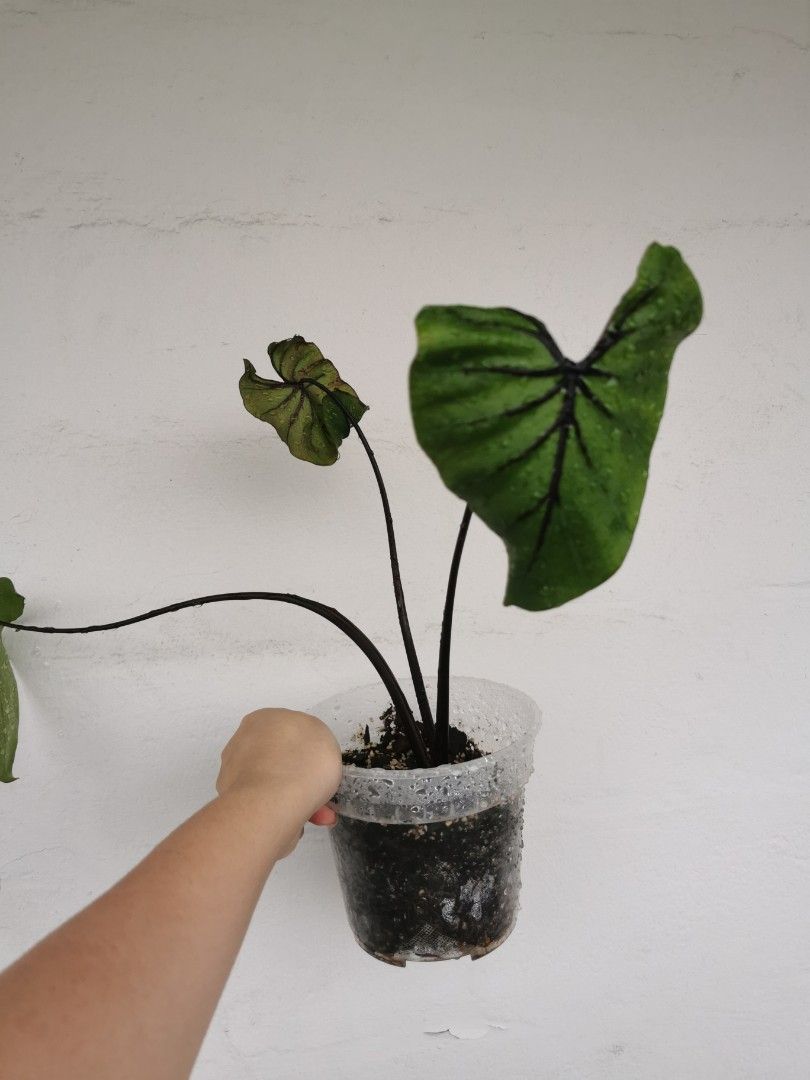 Colocasia lemon lime gecko / colocasia aloha / colocasia Nancy's revenge nancy revenge / colocasia pharaoh mask small house plants home garden home gardening plant (Category: Plants & Seeds) located in Singapore. Submitted by thethriftshop00 (Listing ID 1218298820, Image 1). Description: Colocasia lemon lime gecko - $10 Colocasia aloha - $10 Colocasia Nancy's revenge - $10 Colocasia pharaoh mask - $20 Might have some damage on leaf or a bit sad l