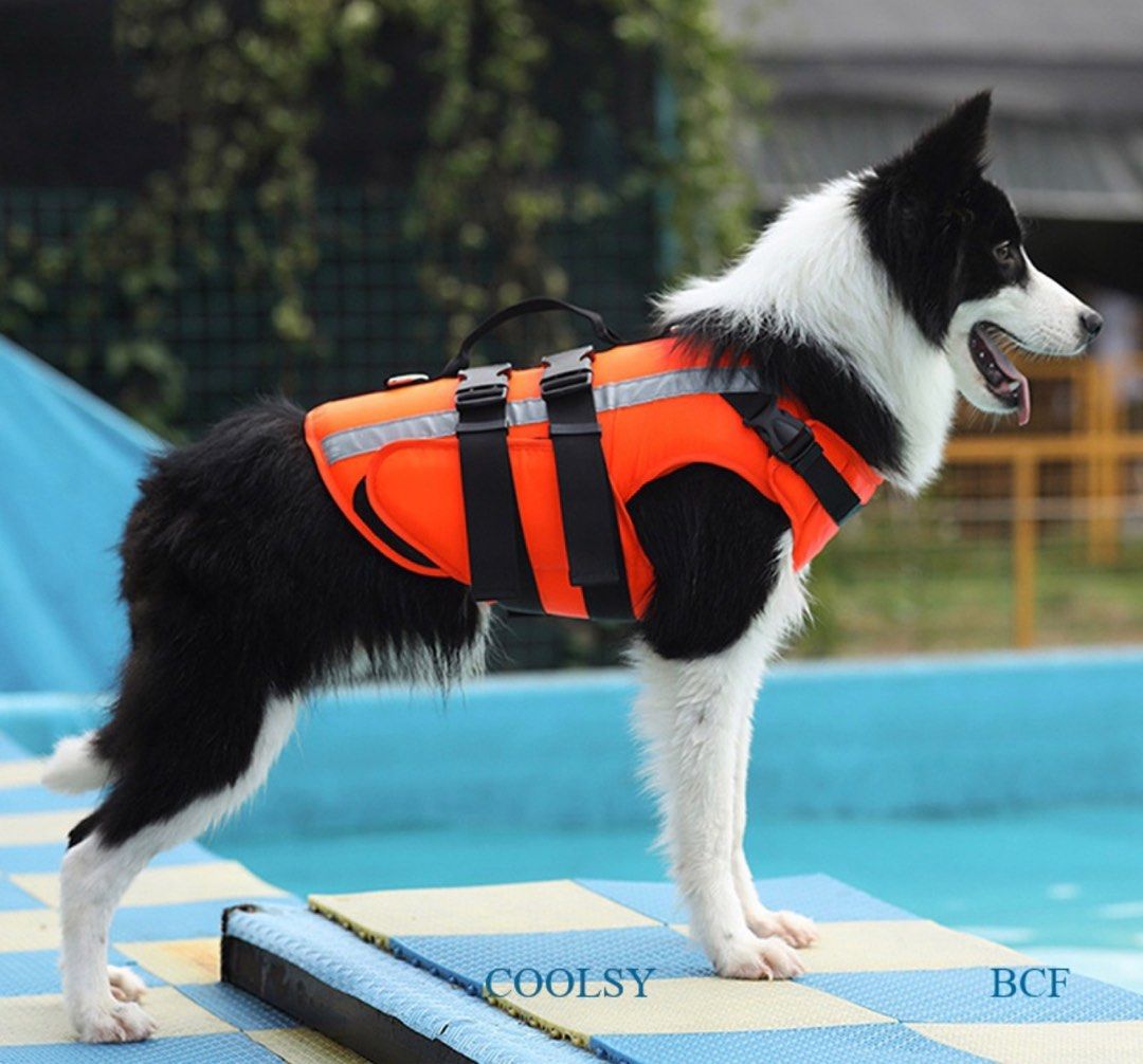 Bcf dog life online jacket
