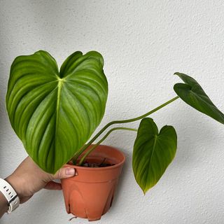(Category: ) located in . Submitted by plants4you (Listing ID 1218311889, Image 1). Description: .