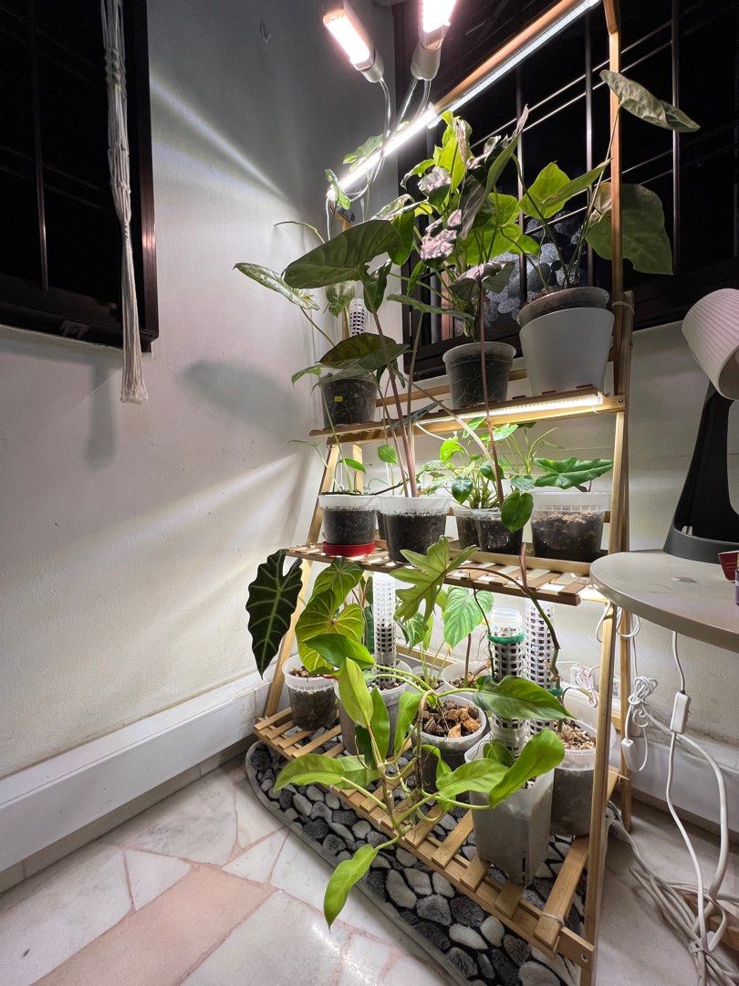 Plant Rack Setup Plant Rack, Furniture & Home Living, Gardening, Gardening Tools ...