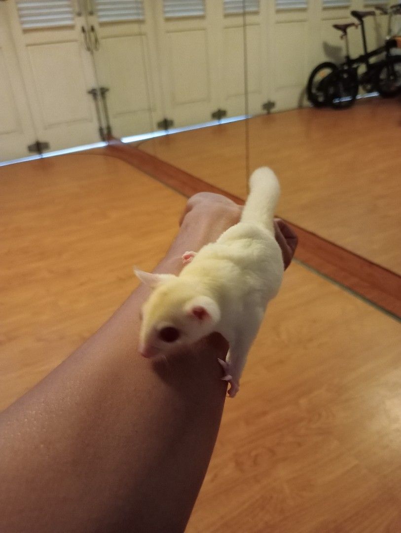 Sugar glider albino, Perlengkapan Hewan, Aksesoris Hewan di Carousell