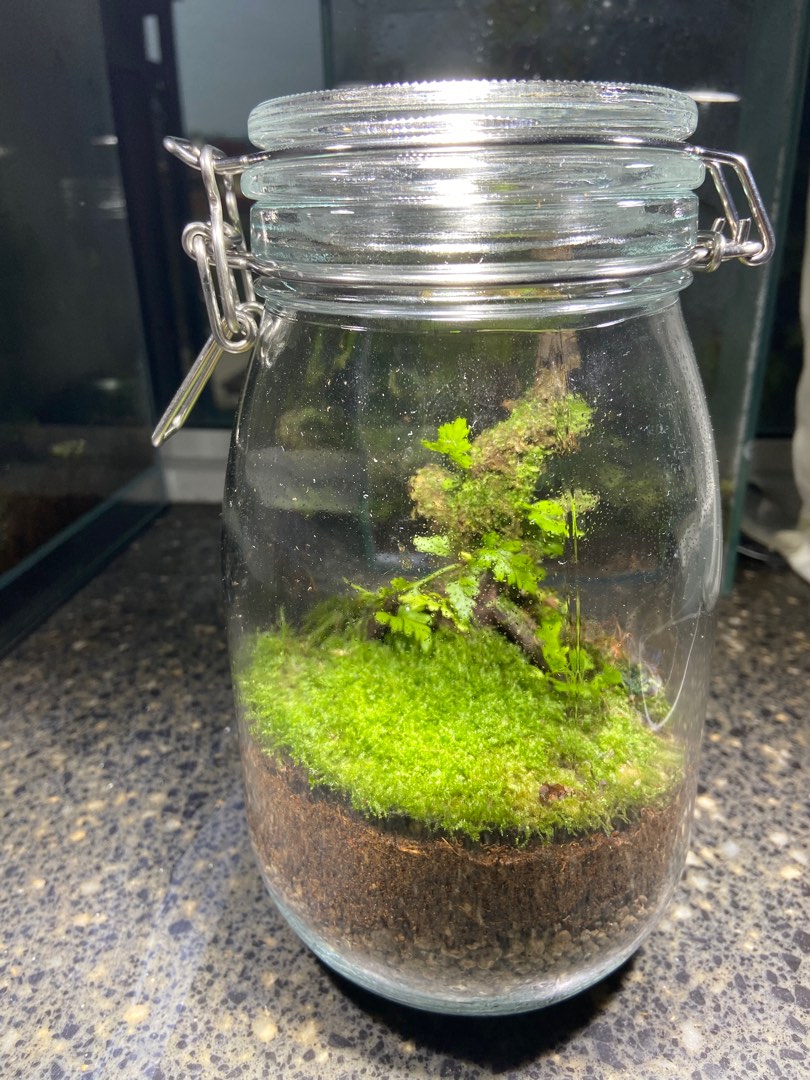 Terrarium, Furniture & Home Living, Gardening, Plants & Seeds on Carousell