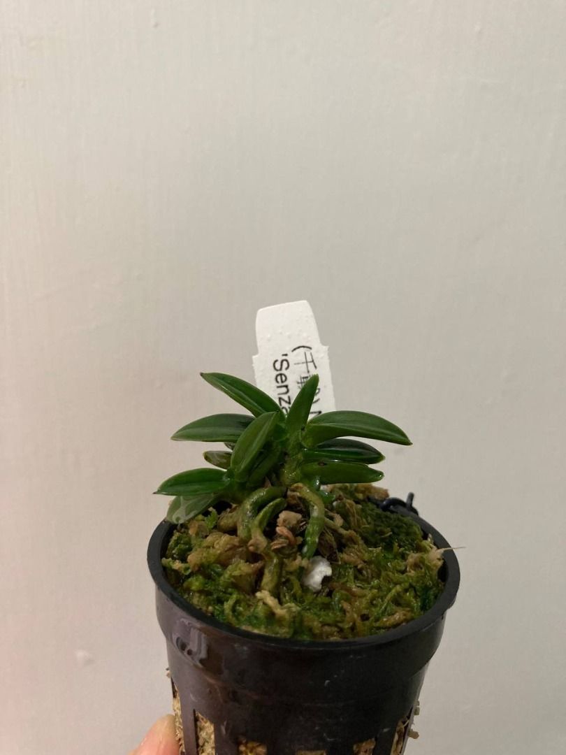 富貴蘭(千載) Neofinetia falcata 'Senzai', 傢俬＆家居, 園藝, 盆栽