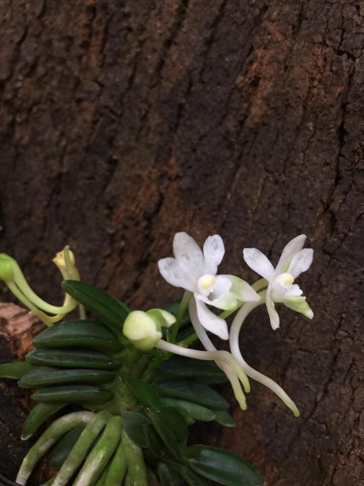 富貴蘭(千載) Neofinetia falcata 'Senzai', 傢俬＆家居, 園藝, 盆栽