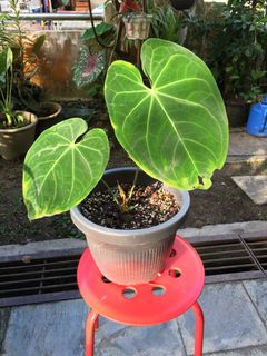 (Category: ) located in . Submitted by dh.plants (Listing ID 1221801444, Image 1). Description: .