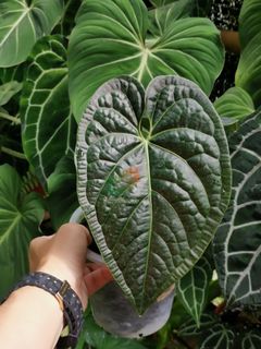(Category: ) located in . Submitted by terraplants (Listing ID 1221726743, Image 1). Description: .