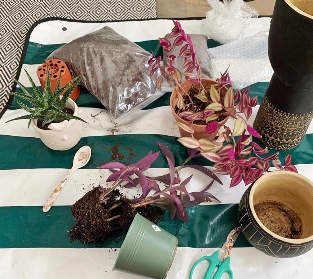 The Botanist and Her Thieves Gardening Plant Starter Tool Kit Set