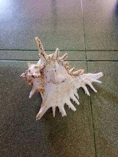 Chicoreus Seashell, Siput Hiasan Chicoreus (5).