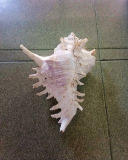 Chicoreus Seashell, Siput Hiasan Chicoreus (6).
