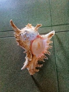 Chicoreus Seashell, Siput Hiasan Chicoreus (7).