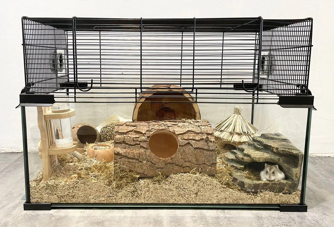 Dwarf hamster aquarium hot sale