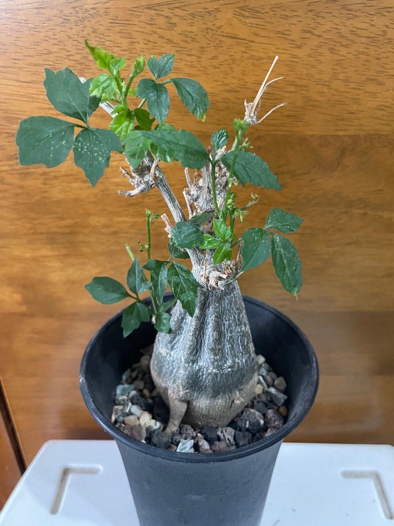 Exotic plants for sale, Furniture & Home Living, Gardening, Plants