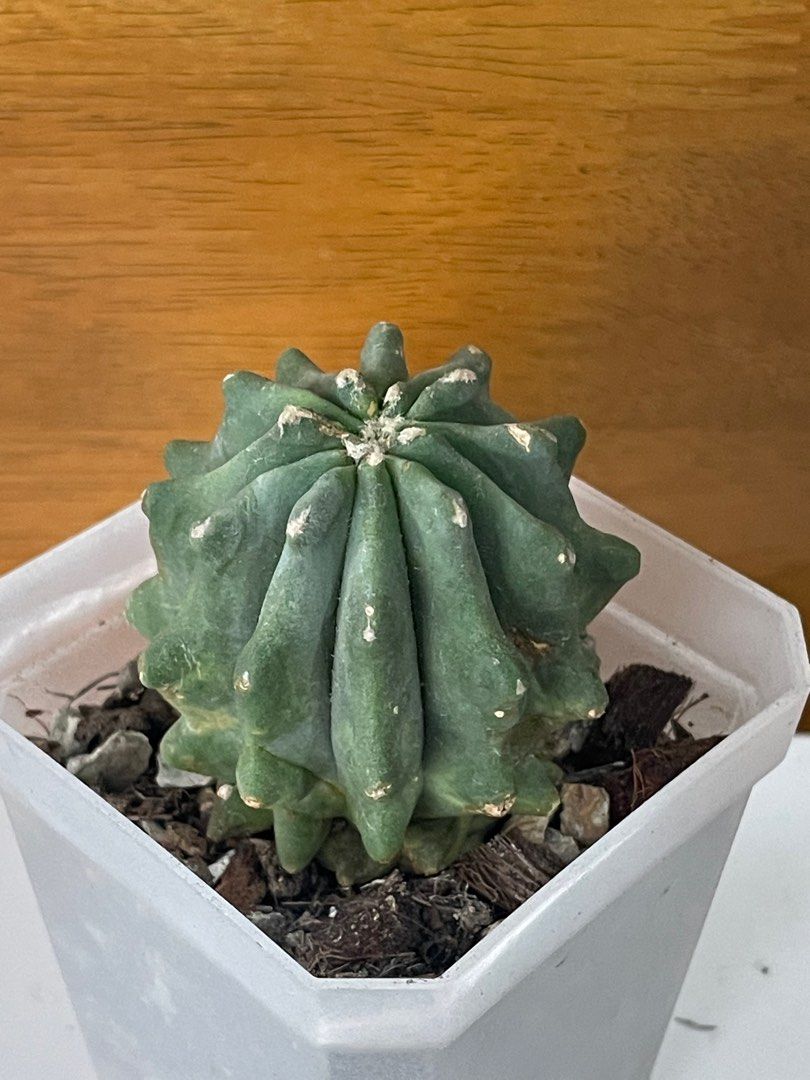 Exotic plants for sale, Furniture & Home Living, Gardening, Plants