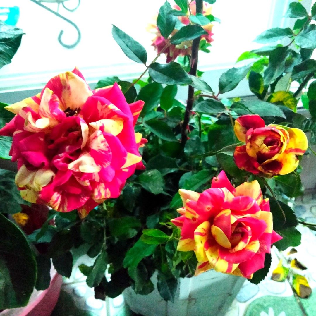 Meteor Shower Korean Rose Plant on Carousell