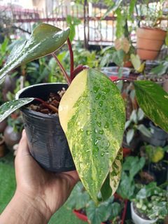 Philodendron strawberry shake