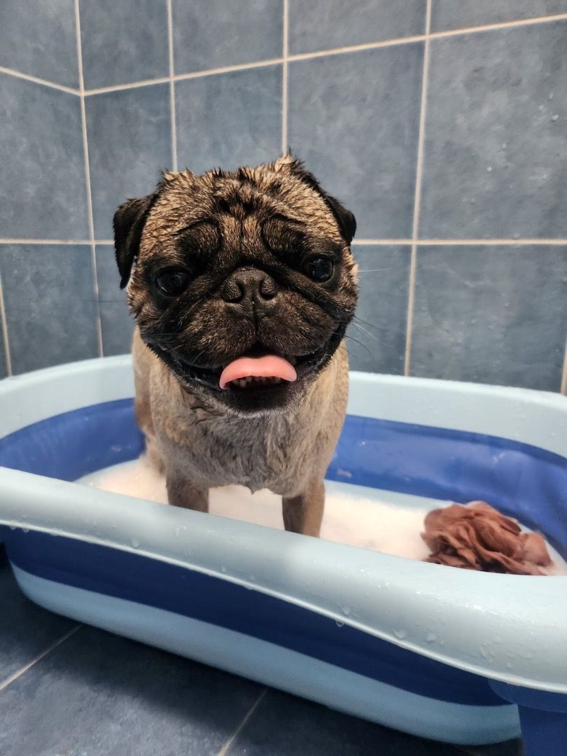 Homebased pet dog, cat and small animal grooming and boarding services