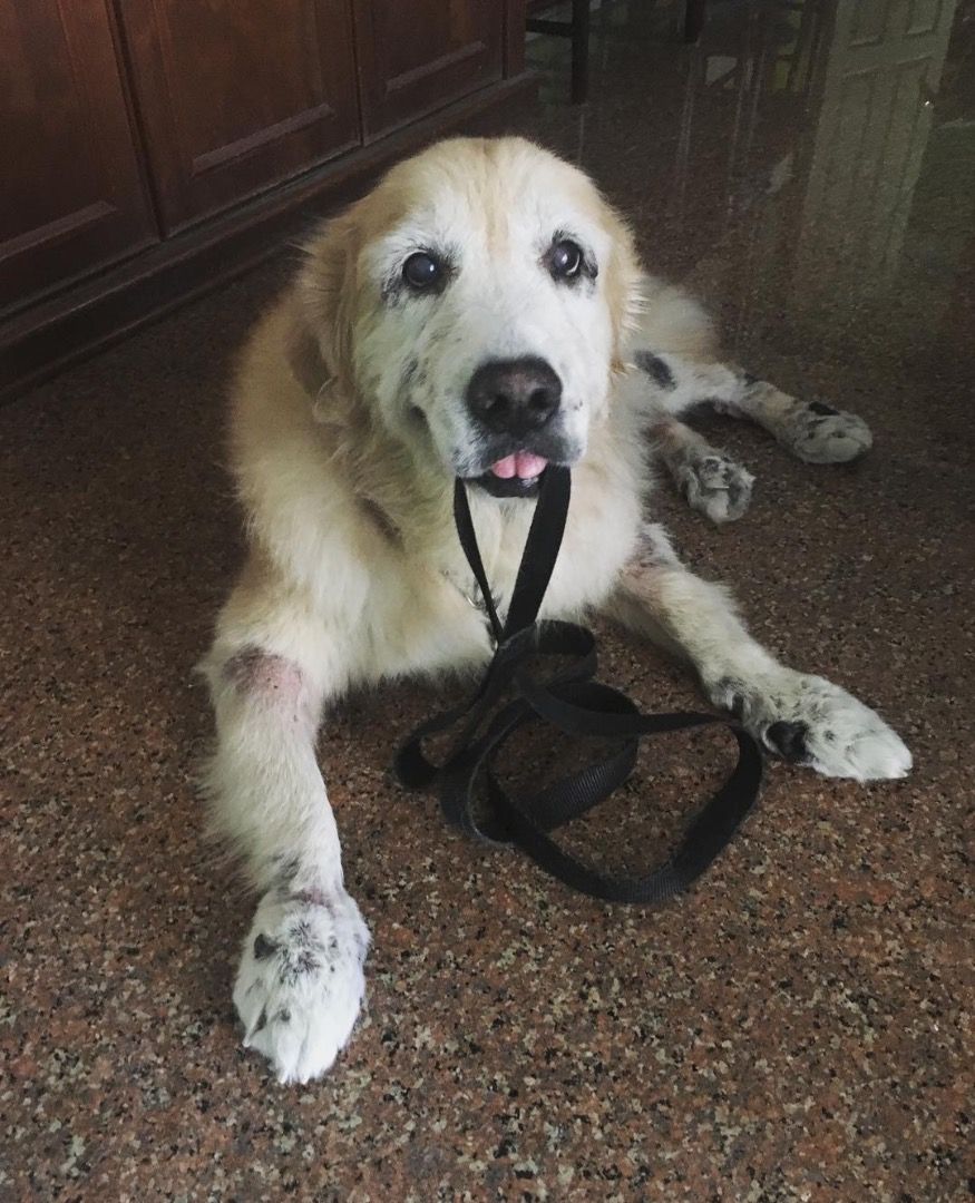 Homebased pet dog, cat and small animal grooming and boarding services