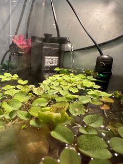 （分類：）位於 。 由 sc910 提交（商品編號 1221696356，圖片 1）。簡介： 。