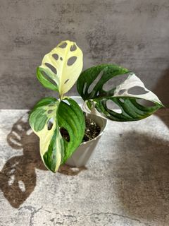 （分類：）位於 。 由 Not.For.Sale 提交（商品編號 1216038015，圖片 1）。簡介： 。