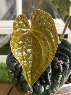 Anthurium Luxurian