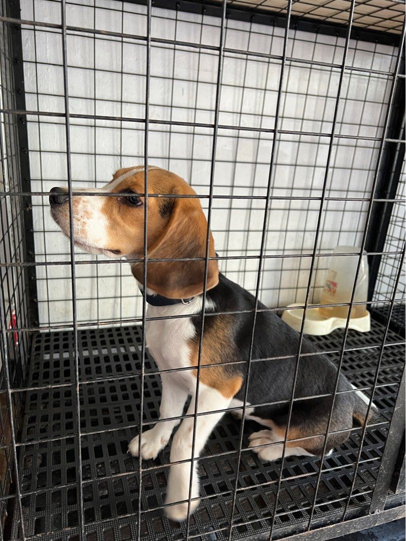 Beagle 5 shop months