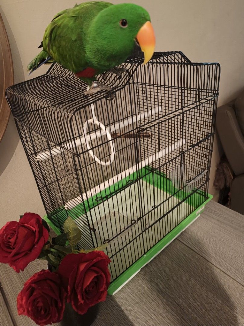 CAGE FOR LOVE BIRDS, BUDGIES etc, Pet Supplies, Homes & Other Pet
