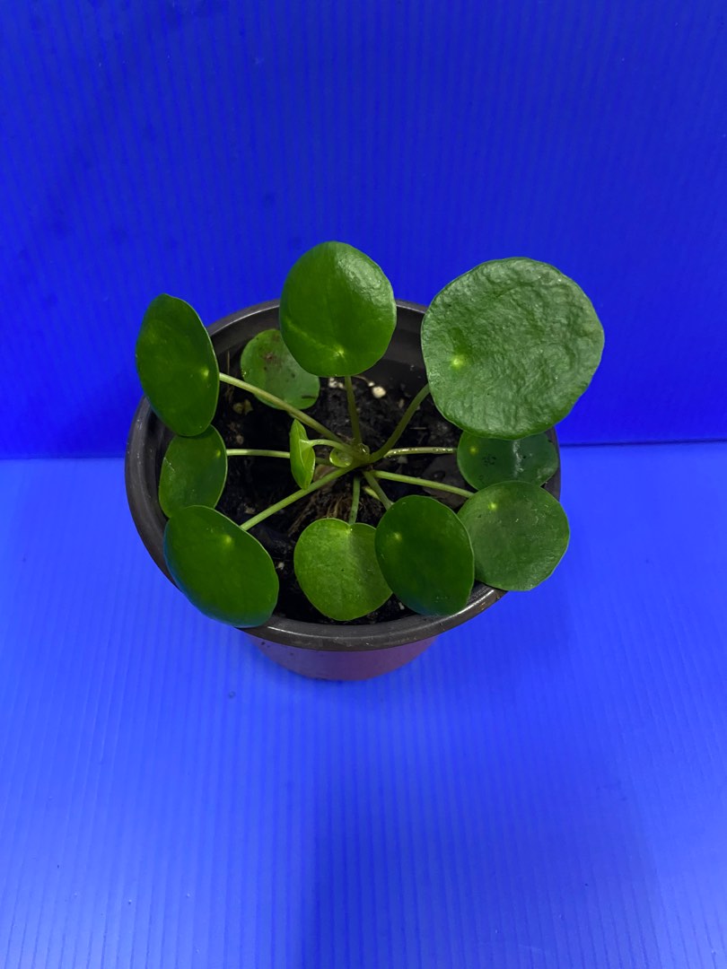 Chinese money plant or pancake plant Pilea Peperomioides, Furniture ...